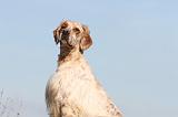 SETTER ANGLAIS 168